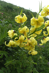Lilium kesselringianum