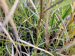Symphyotrichum subulatum