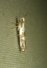 Argyresthia