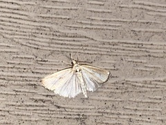 Protodeltote albidula