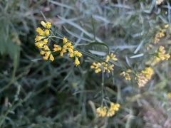 Gutierreziinae