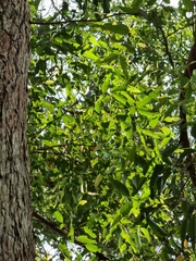 Eucalyptus siderophloia