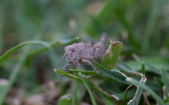 Dissosteira carolina