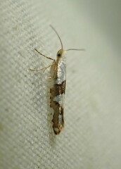 Argyresthia