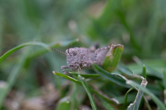 Dissosteira carolina