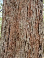 Eucalyptus siderophloia