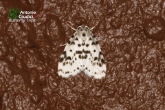 Aemene clarimaculata