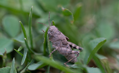 Dissosteira carolina