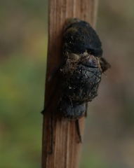 Entomophthorales