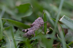 Dissosteira carolina