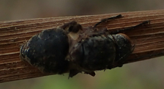 Entomophthorales