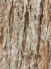 Eucalyptus siderophloia