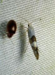 Argyresthia