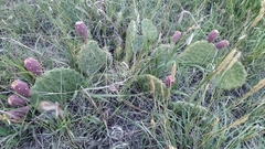 Opuntia phaeacantha