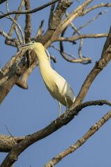 Pilherodius pileatus