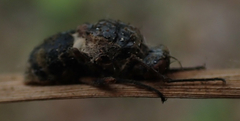 Entomophthorales