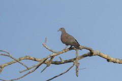 Patagioenas cayennensis