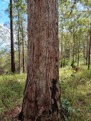 Eucalyptus siderophloia