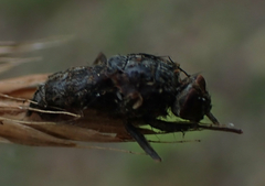 Entomophthorales