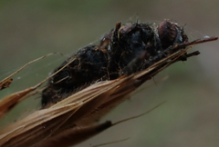 Entomophthorales