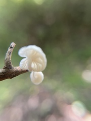 Tetrapyrgos nigripes