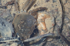 Cryptopotamon anacoluthon