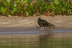 Cathartes burrovianus