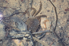 Cryptopotamon anacoluthon