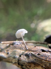 Tetrapyrgos nigripes