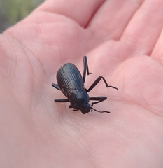 Tenebrioninae