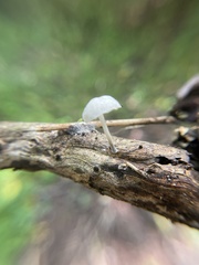 Tetrapyrgos nigripes