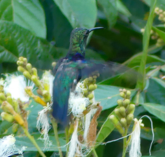 Thalurania furcata