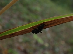Entomophthorales