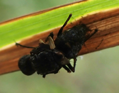 Entomophthorales