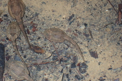 Quasipaa exilispinosa