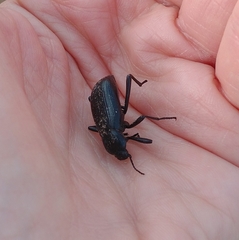 Tenebrioninae