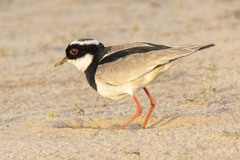 Vanellus cayanus