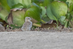Charadriiformes