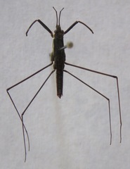 Aquarius najas