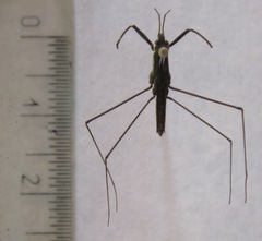 Aquarius najas
