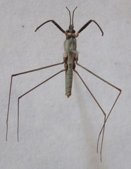 Aquarius najas