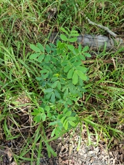 Senna pendula glabrata