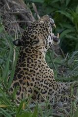 Panthera onca