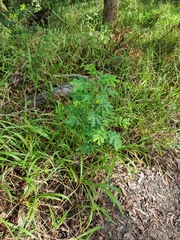 Senna pendula glabrata