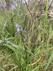 Caesia calliantha
