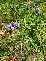 Muscari