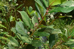Ficus pandurata