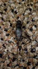 Velarifictorus micado