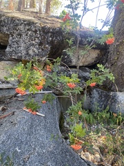 Sorbus sitchensis