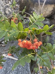 Sorbus sitchensis